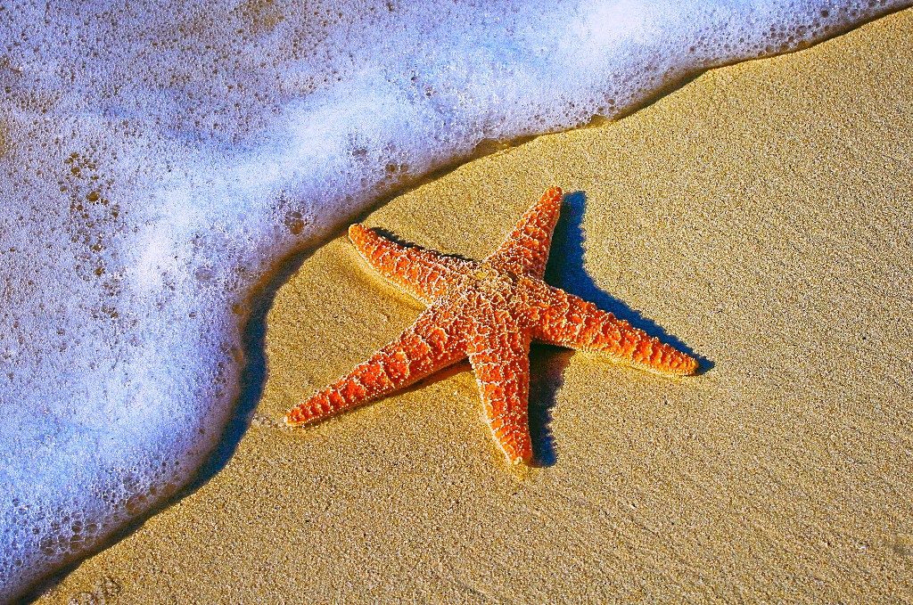 starfish and body language